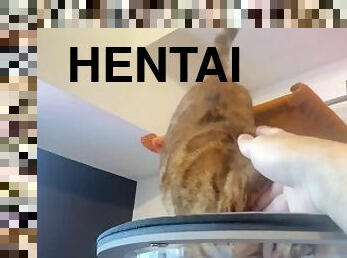 cona-pussy, japonesa, bochechuda, bukkake, anime, hentai, sozinho, domínio-feminino