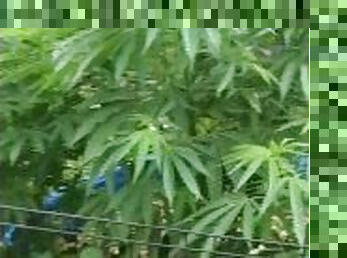 Outdoor 2023 cannabis grow